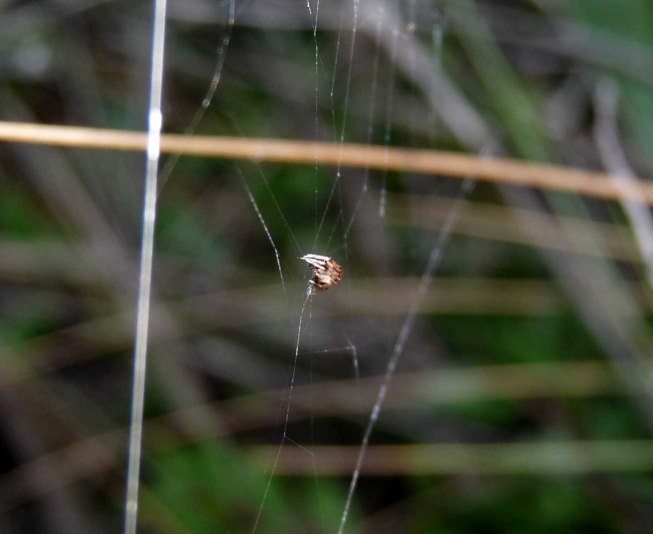 Gli astuti Argyrodes